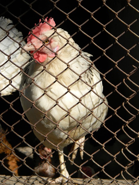 防守端的 防守端的